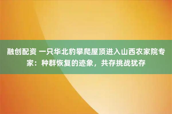 融创配资 一只华北豹攀爬屋顶进入山西农家院专家：种群恢复的迹象，共存挑战犹存